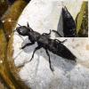 Ocypus sp.